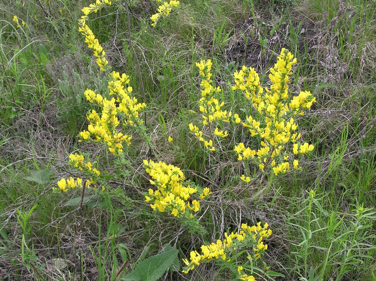 Ракитник русский - фото 7