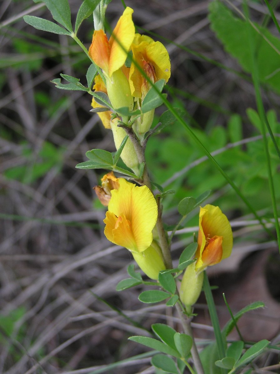 Ракитник русский - фото 9