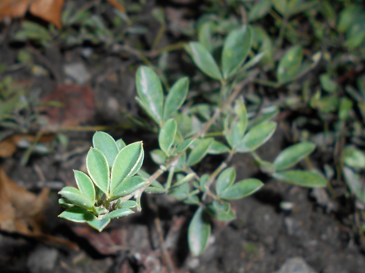 Ракитник русский - фото 4