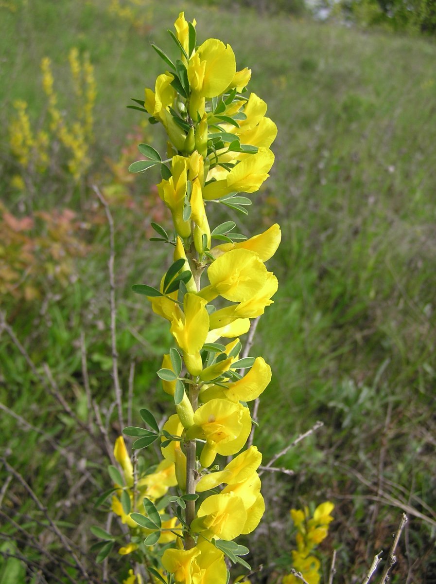 Ракитник русский - фото 6