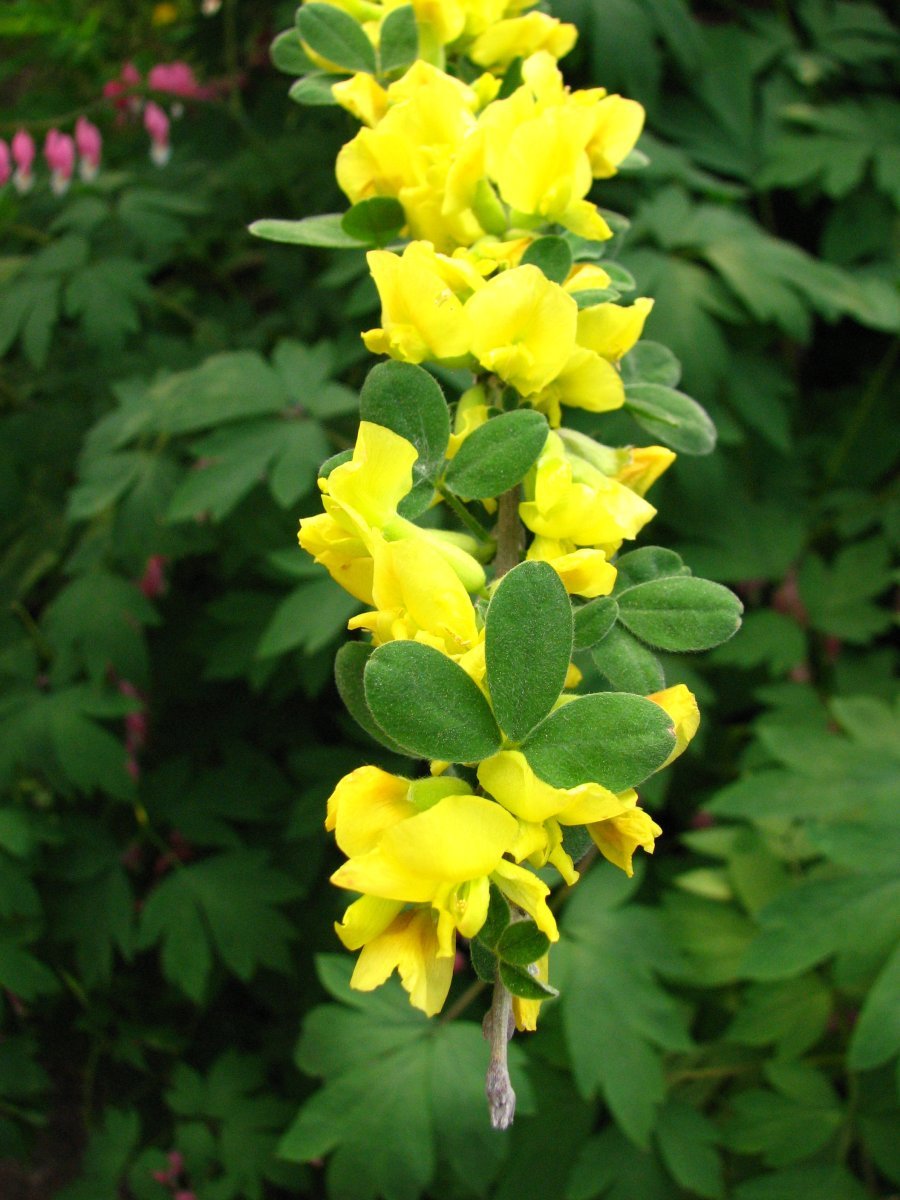 Ракитник русский - фото 3