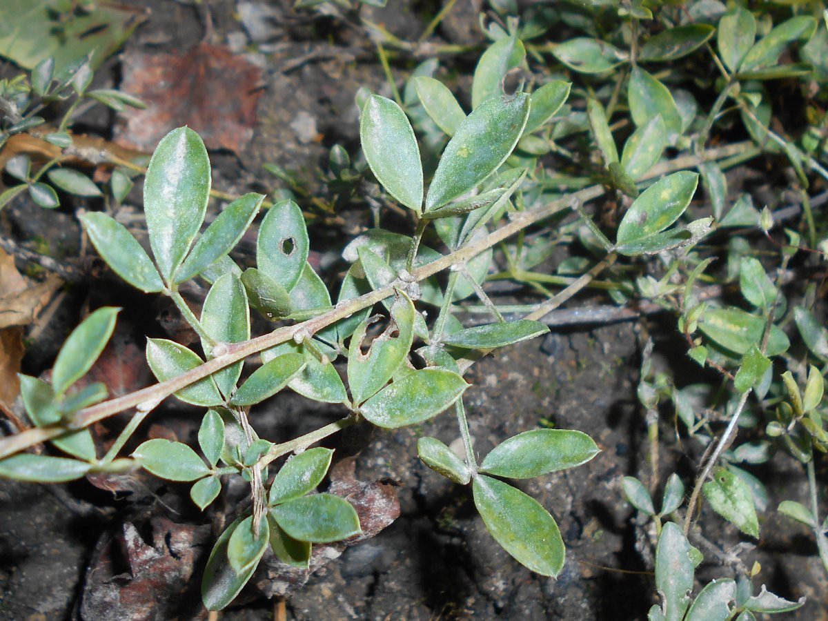 Ракитник русский - фото 5