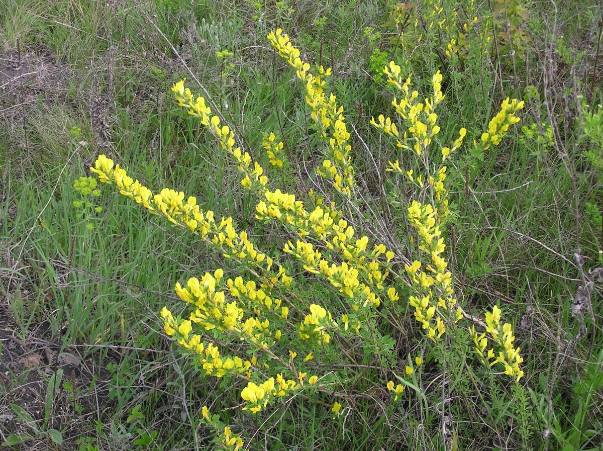 Ракитник русский - фото 8