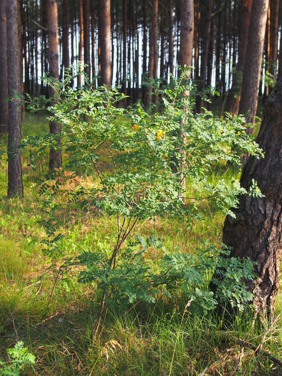 Пузырник древовидный - фото 4