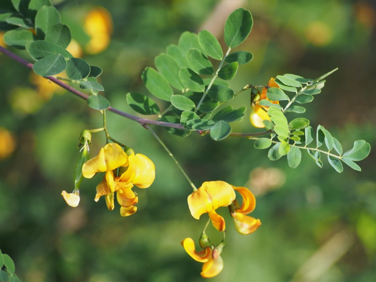 Пузырник древовидный - фото 5