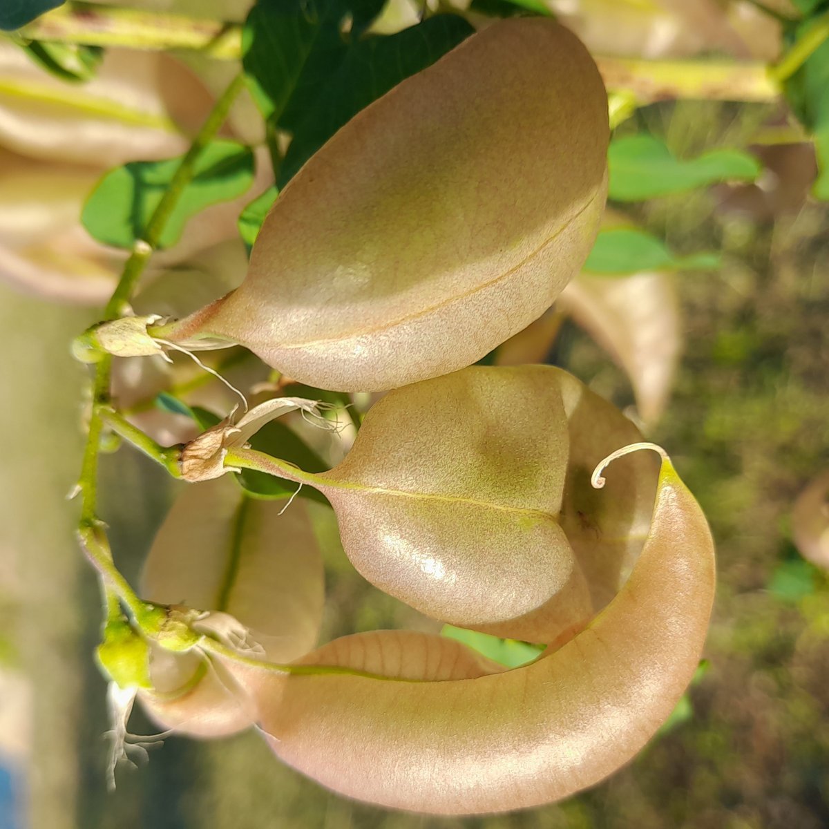 Пузырник древовидный - фото 8