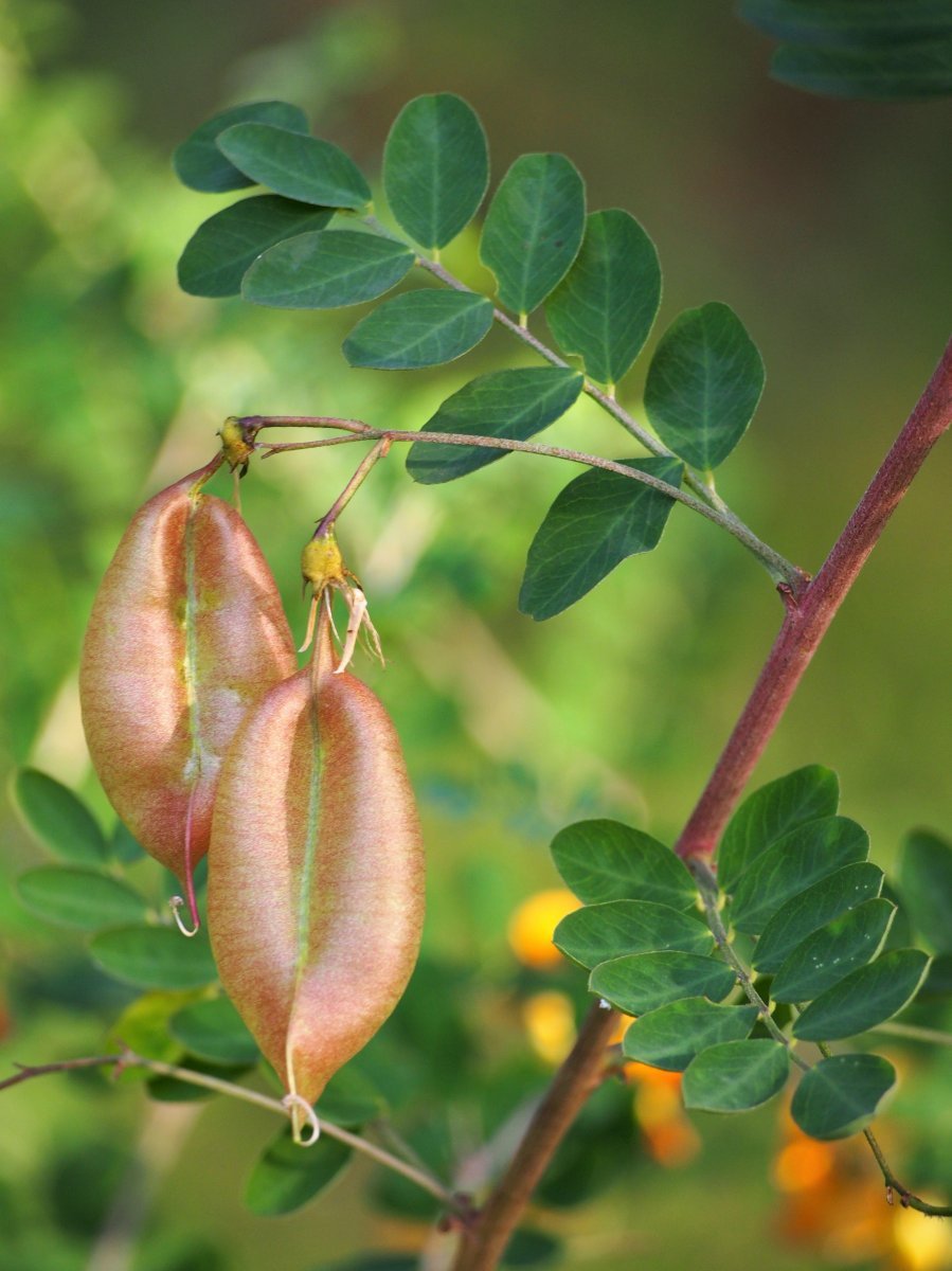 Пузырник древовидный - фото 7