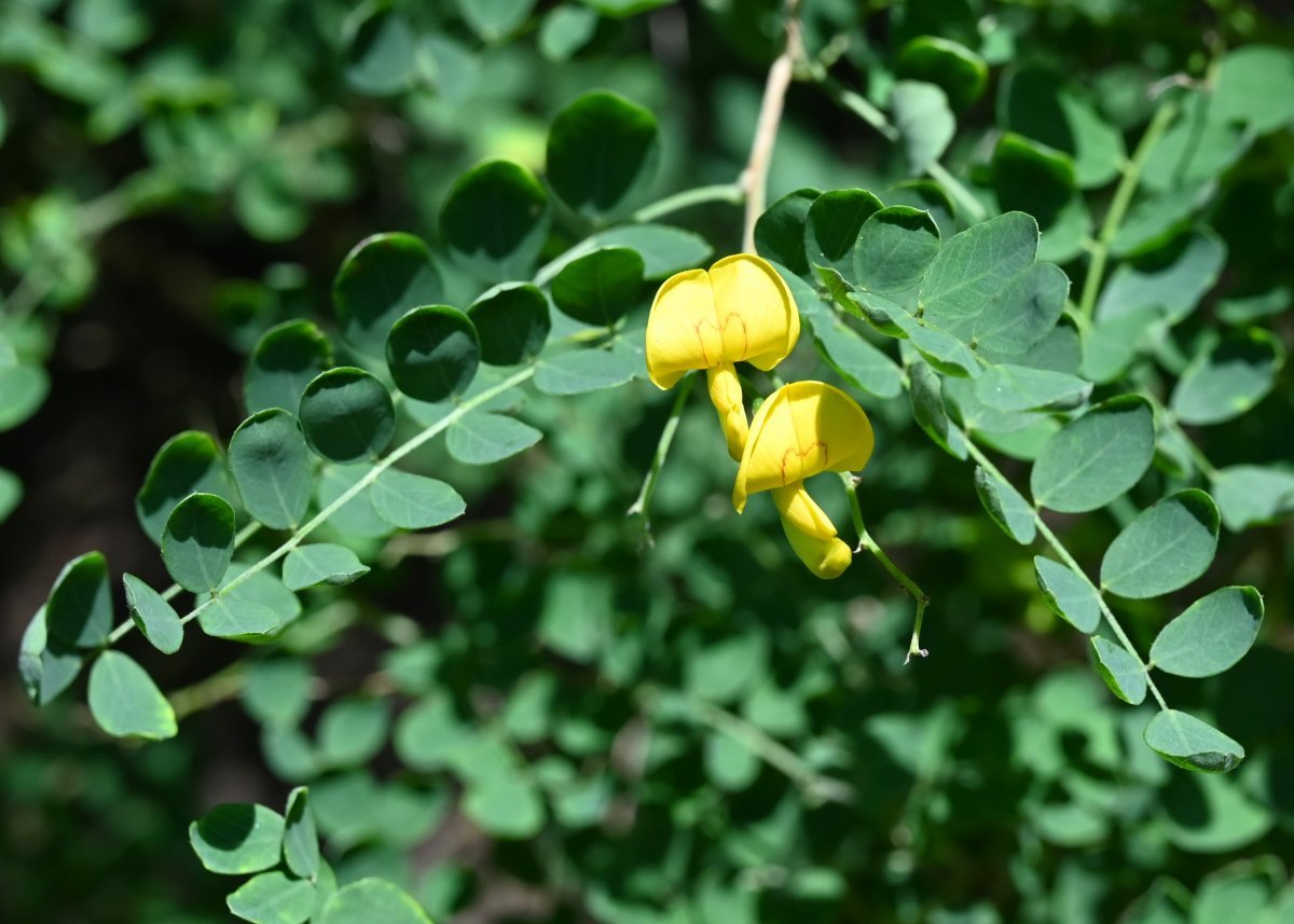 Пузырник древовидный - фото 10