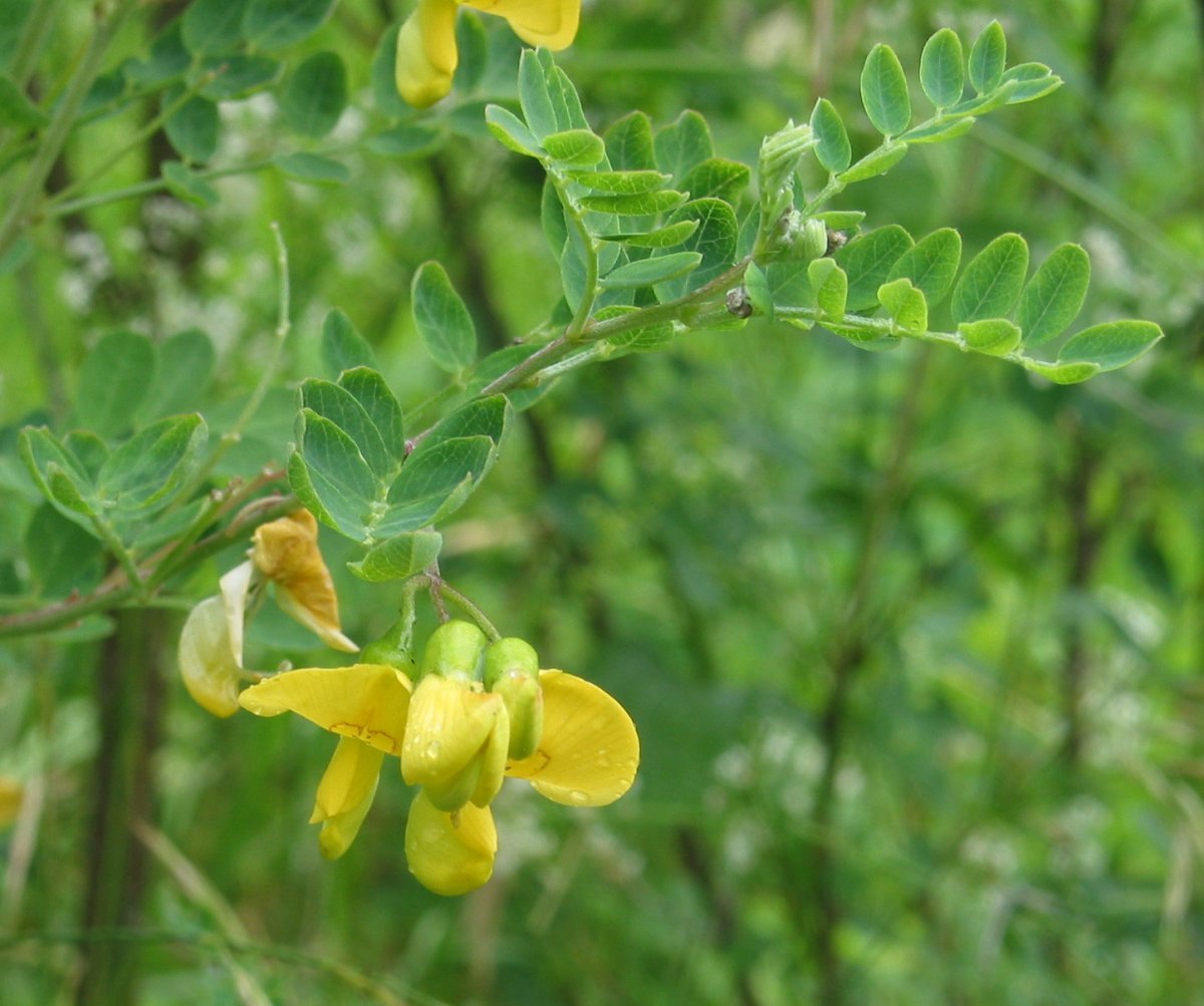 Пузырник древовидный - фото 3