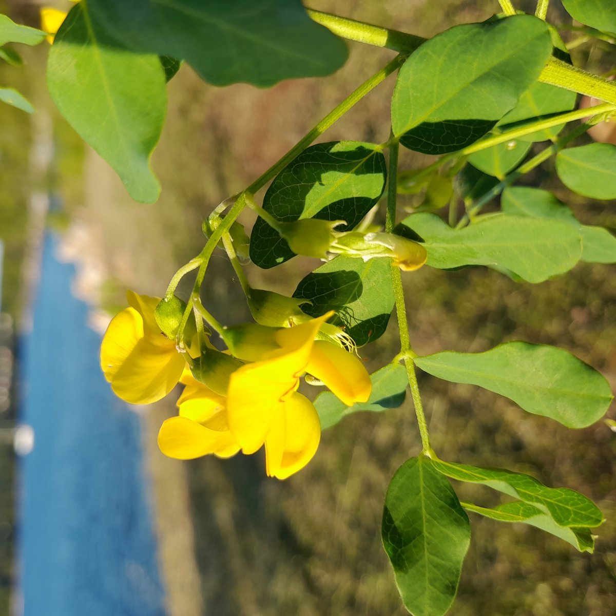 Пузырник древовидный - фото 9