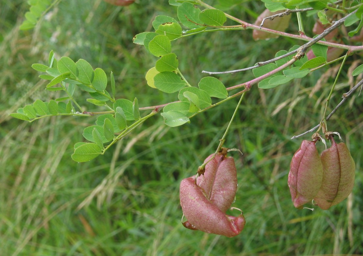 Пузырник древовидный - фото 2