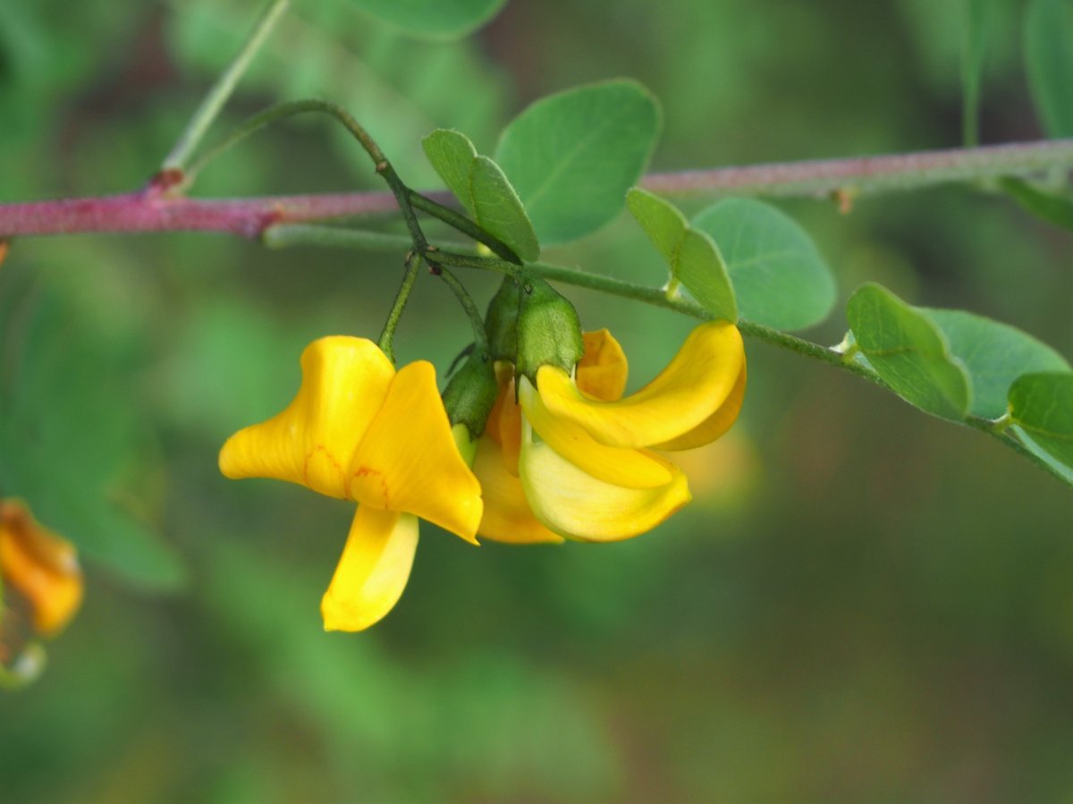 Пузырник древовидный - фото 6