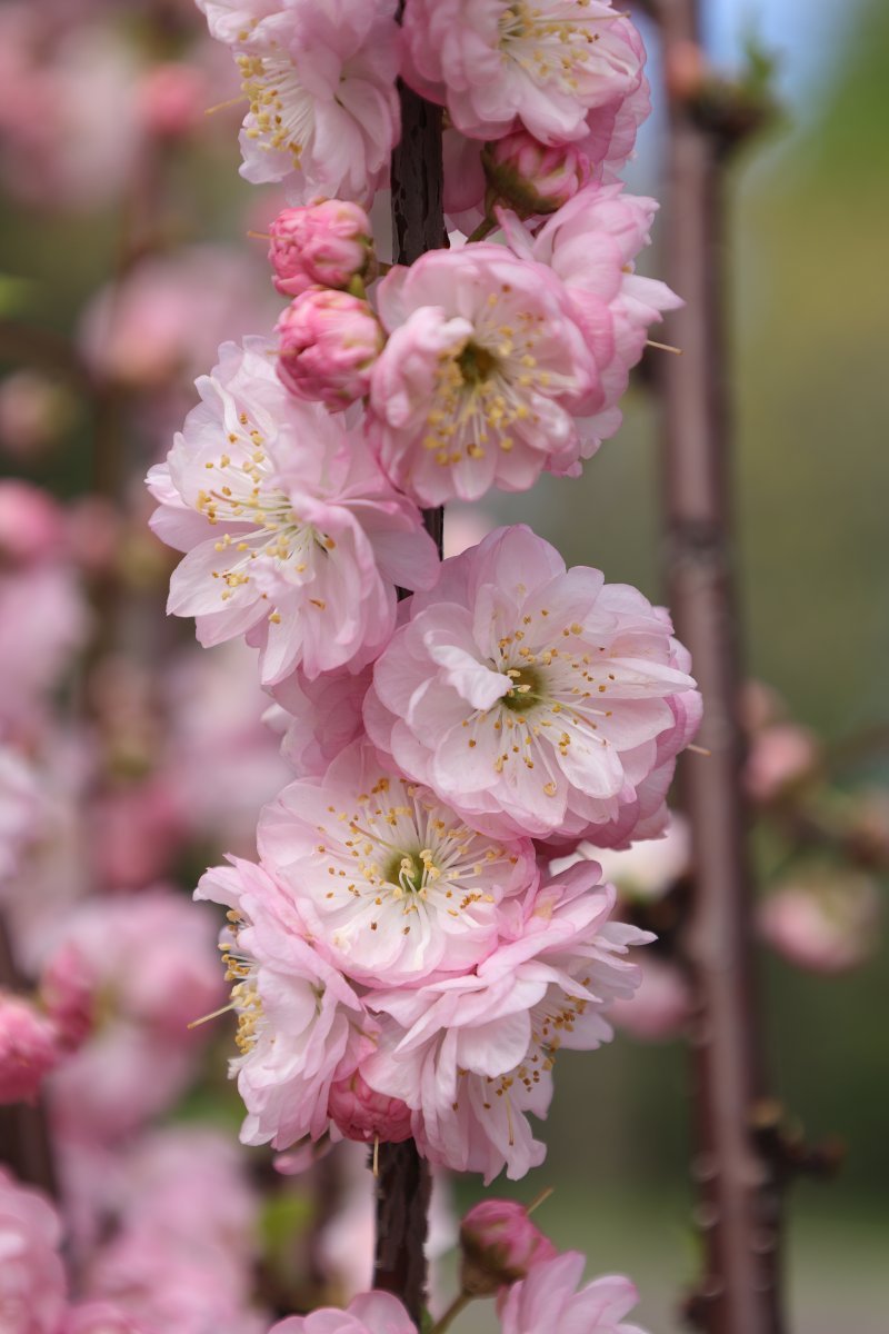 Миндаль трёхлопастный - фото 9