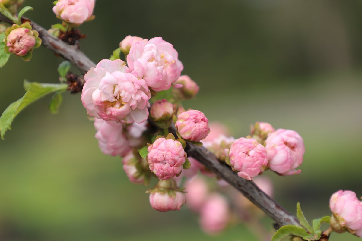 Миндаль трёхлопастный - фото 10