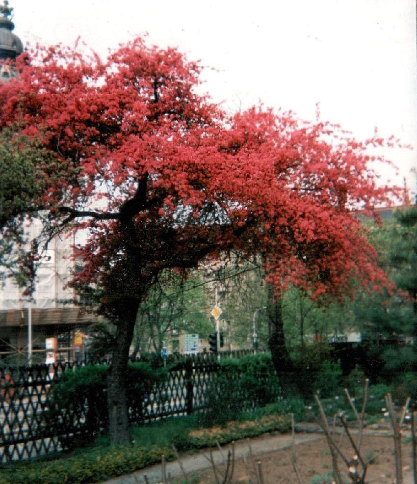 Миндаль трёхлопастный