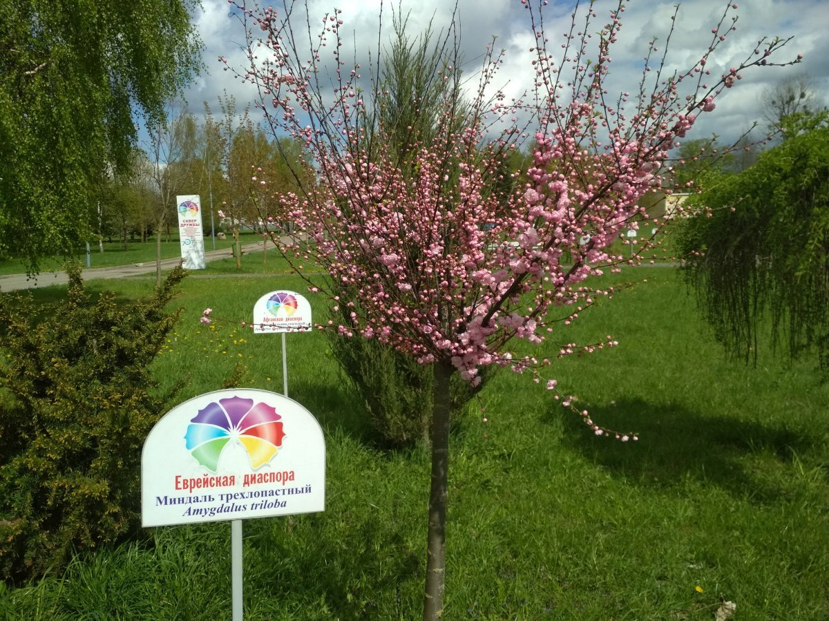 Миндаль трёхлопастный - фото 7