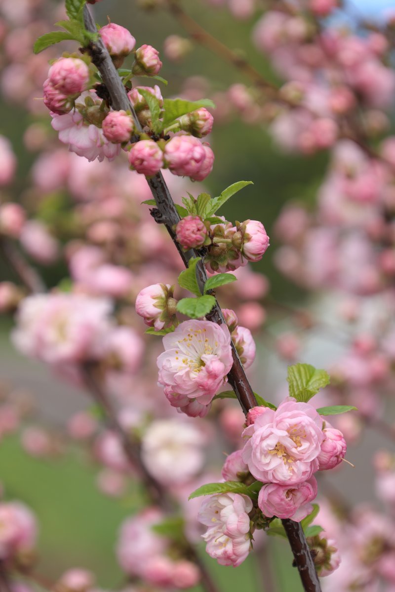 Миндаль трёхлопастный - фото 8