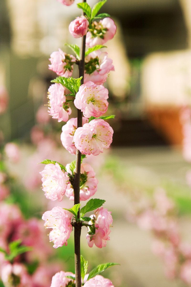 Миндаль трёхлопастный - фото 6