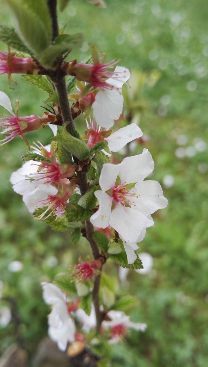 Вишня войлочная - фото 9