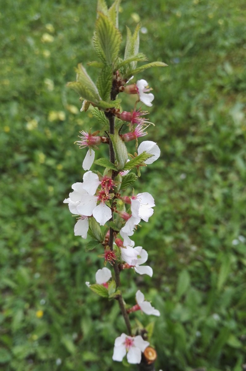 Вишня войлочная - фото 8