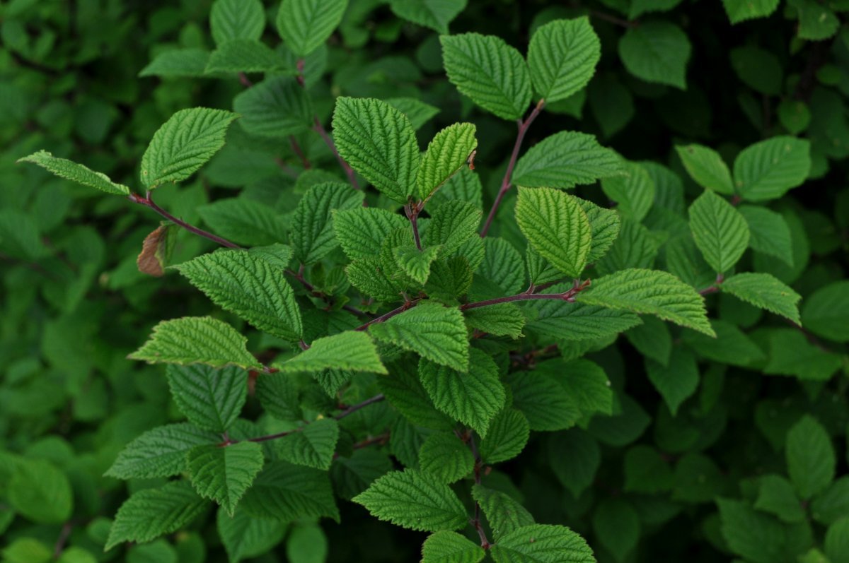 Вишня войлочная - фото 3