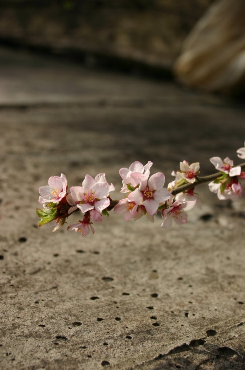 Вишня войлочная - фото 4