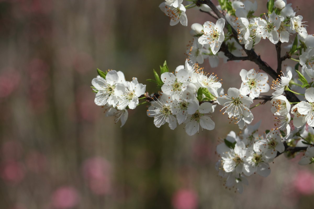 Вишня войлочная - фото 5