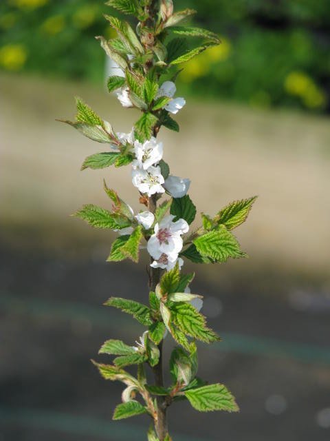 Вишня войлочная - фото 6