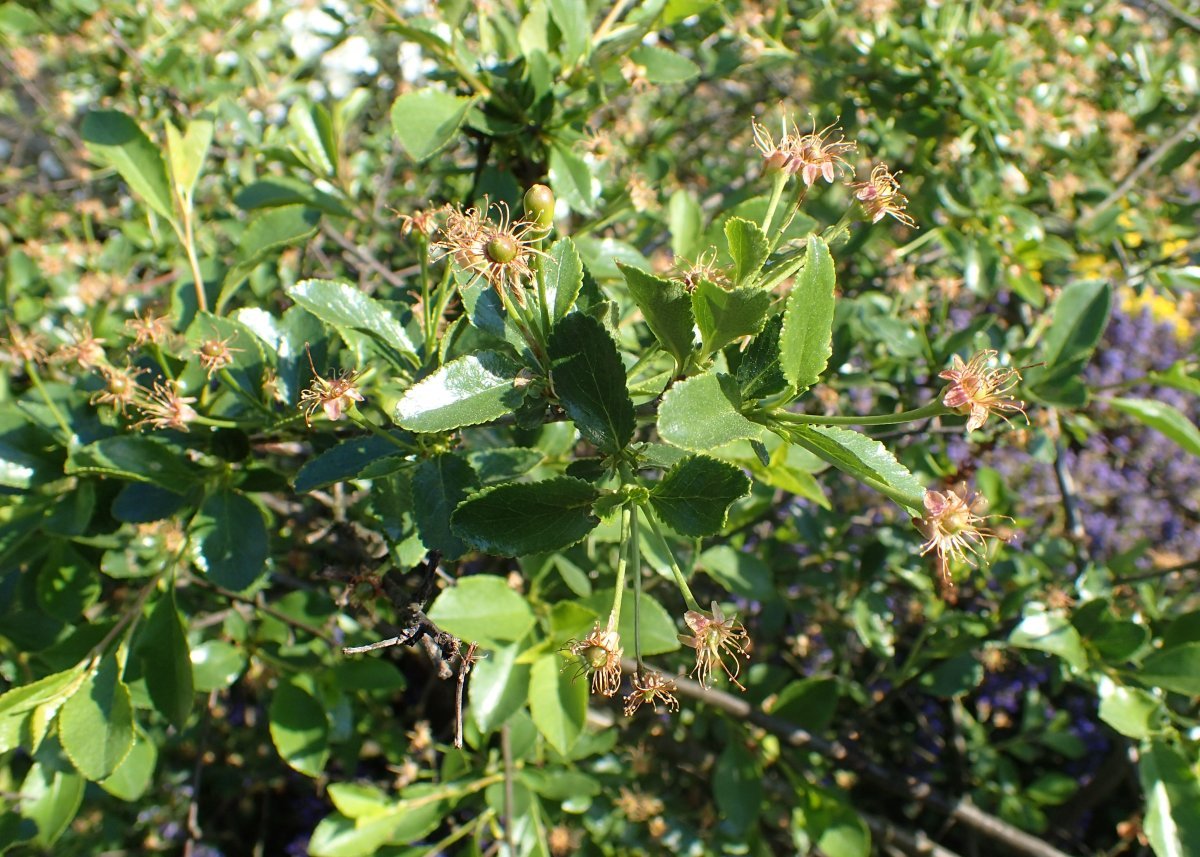 Вишня степная - фото 5