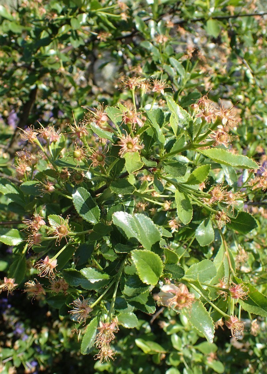 Вишня степная - фото 6