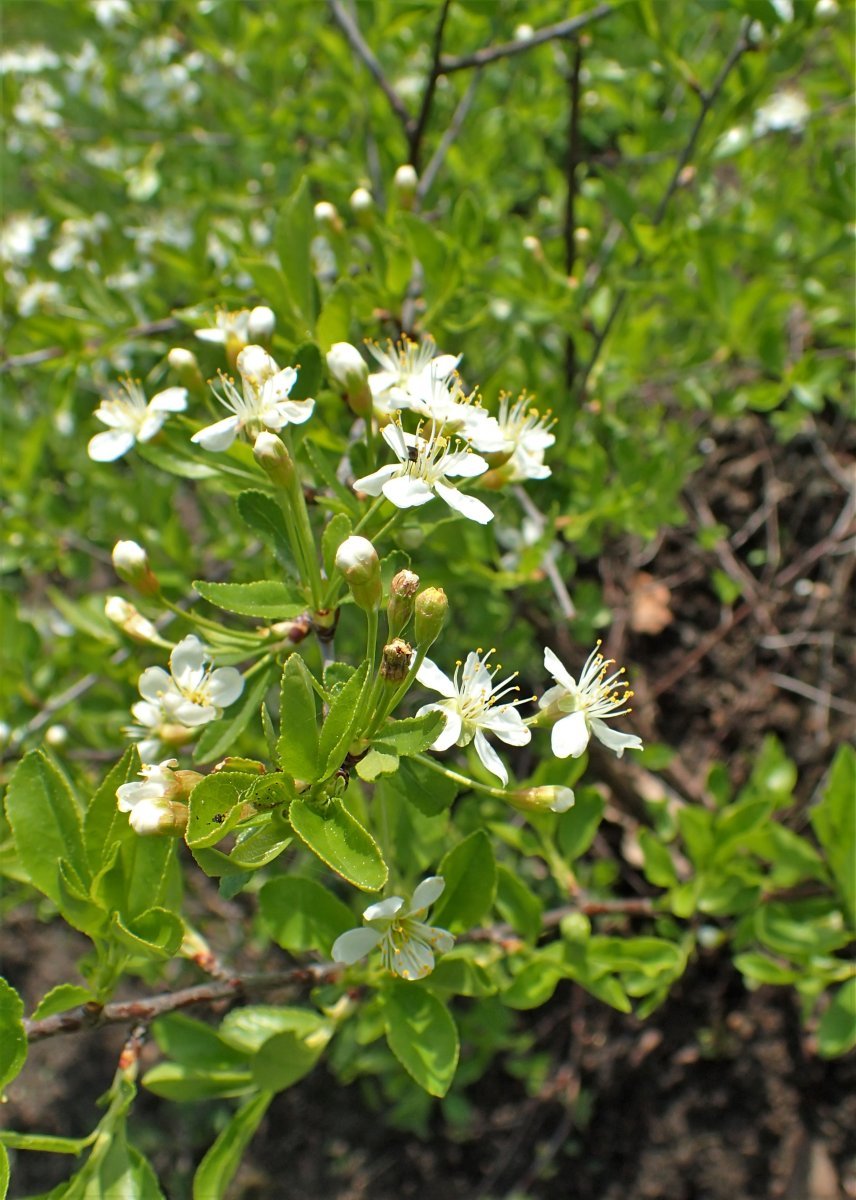 Вишня степная - фото 2