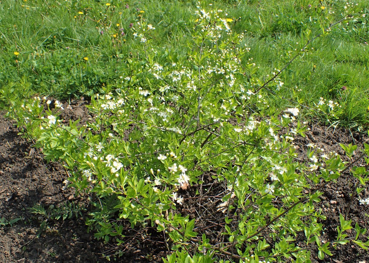 Вишня степная - фото 3