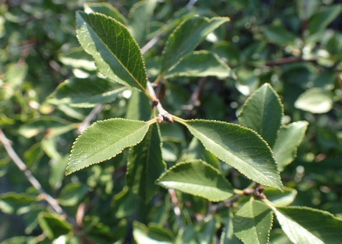 Вишня степная - фото 7