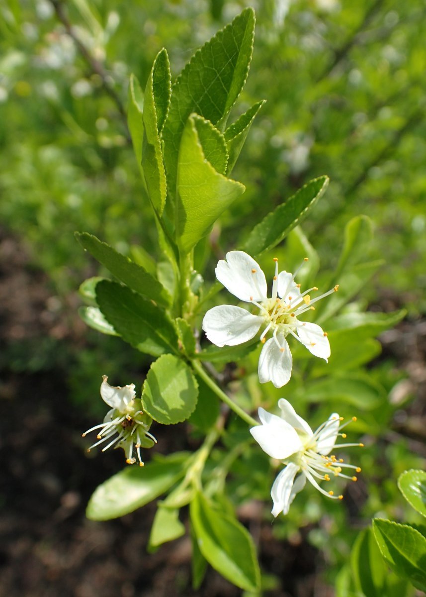 Вишня степная - фото 4