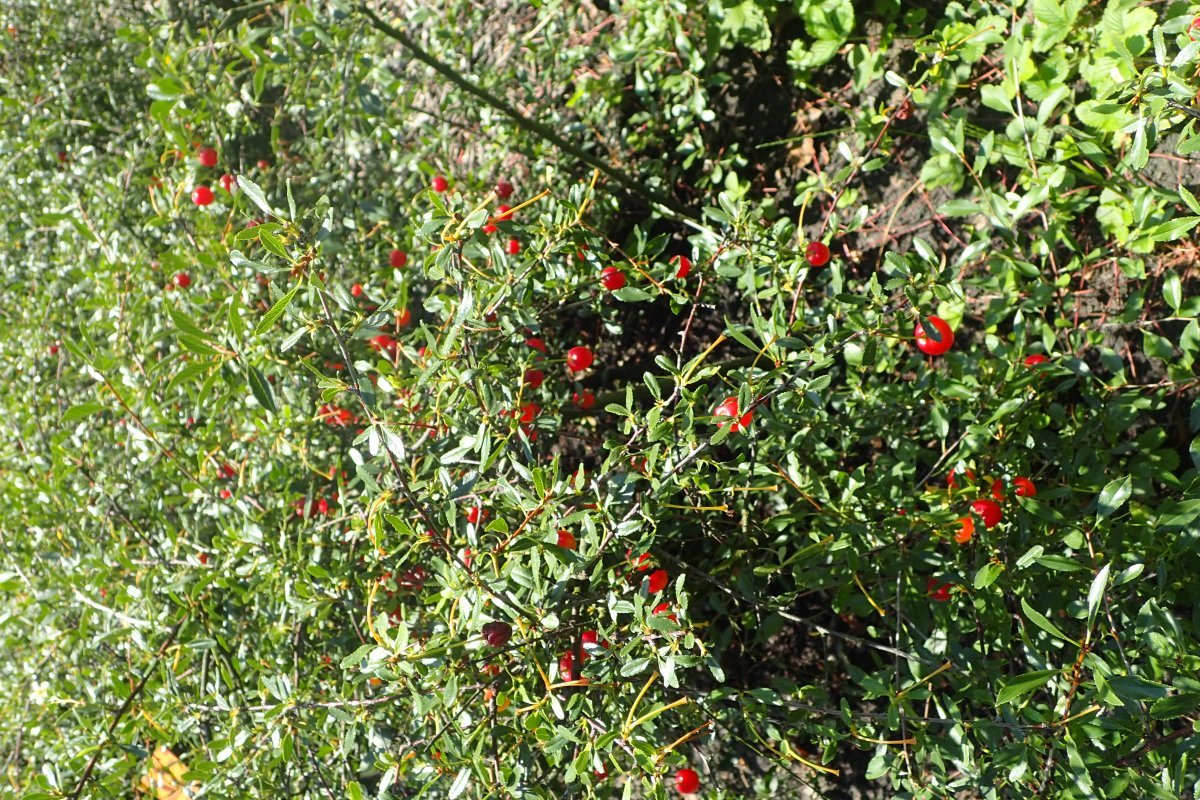 Вишня степная - фото 10