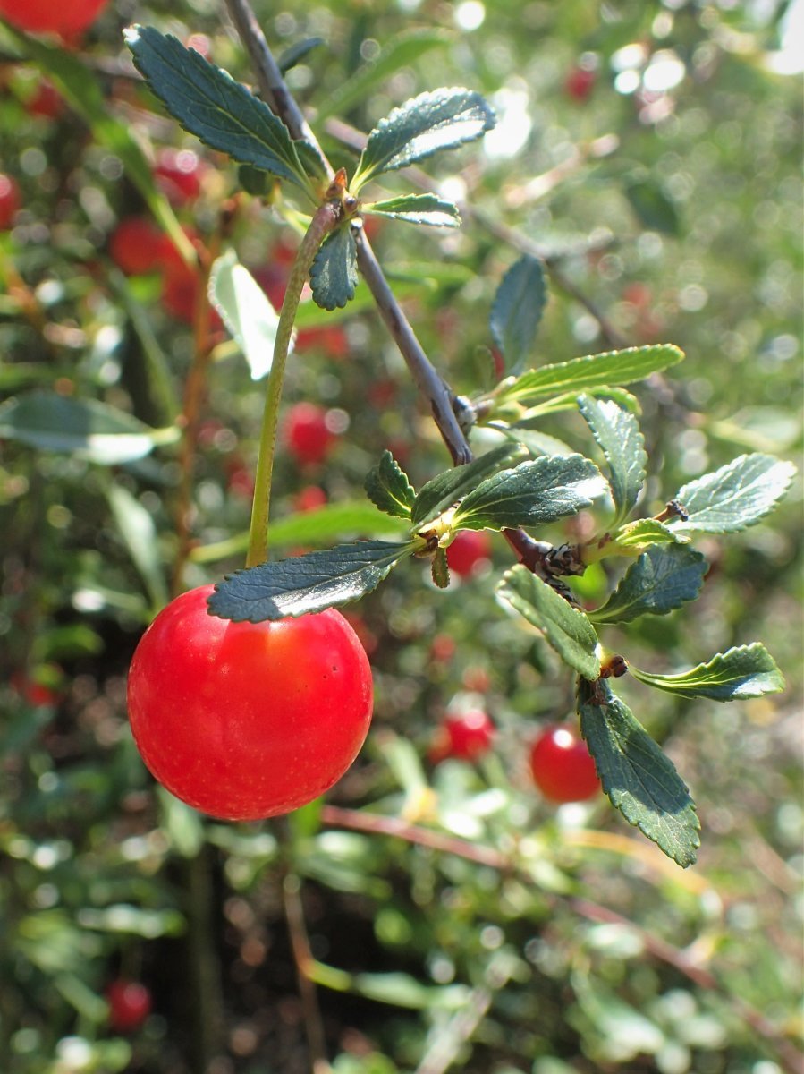 Вишня степная - фото 9