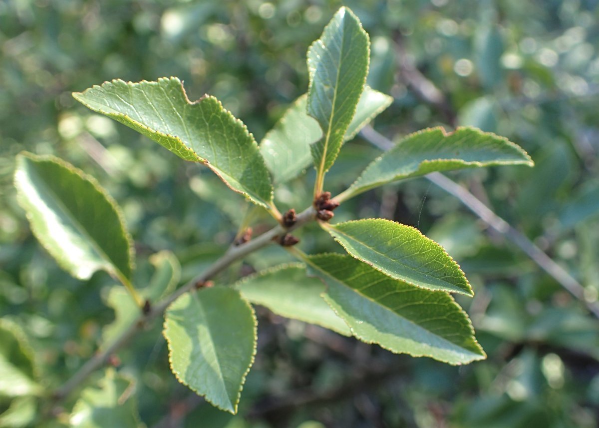 Вишня степная - фото 8