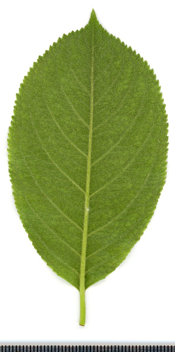 Арония Мичурина - фото 6