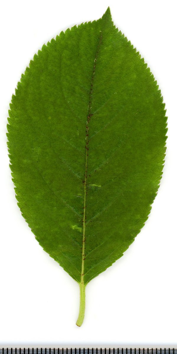 Арония Мичурина - фото 7