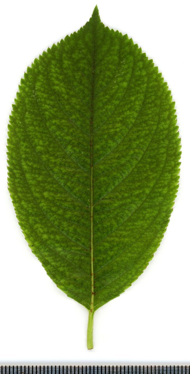 Арония Мичурина - фото 5