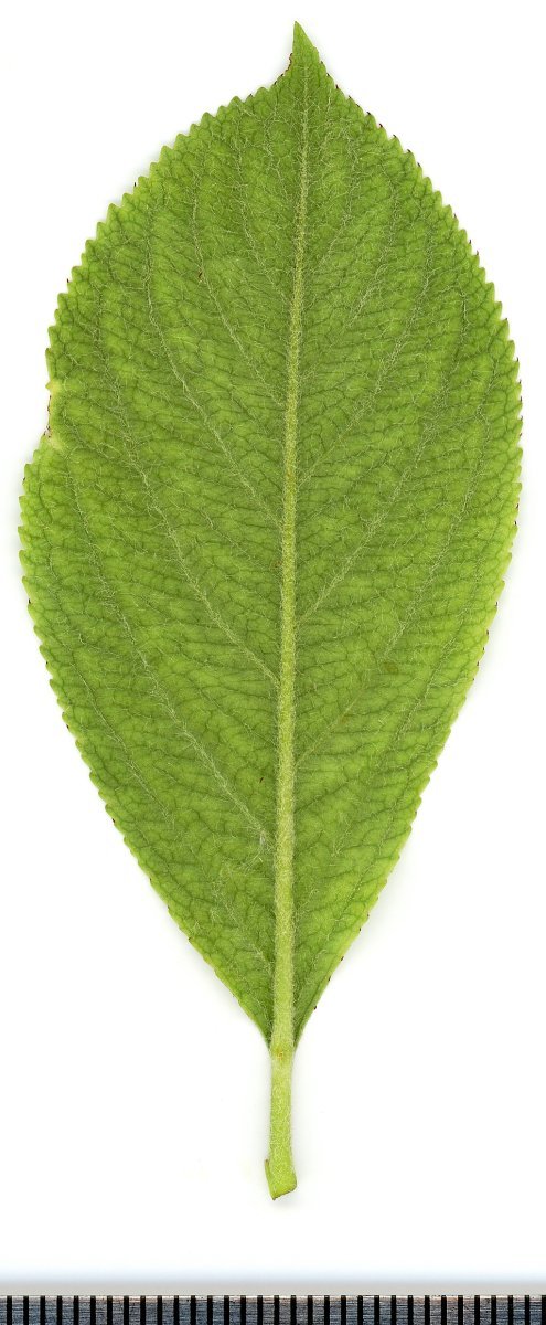 Арония Мичурина - фото 4