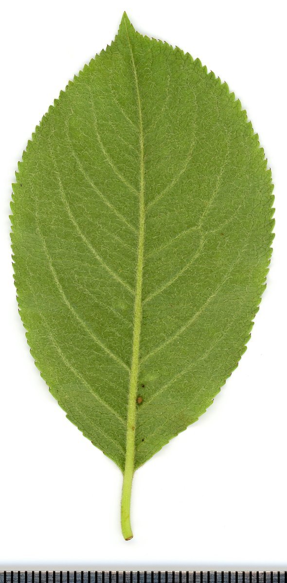 Арония Мичурина - фото 8