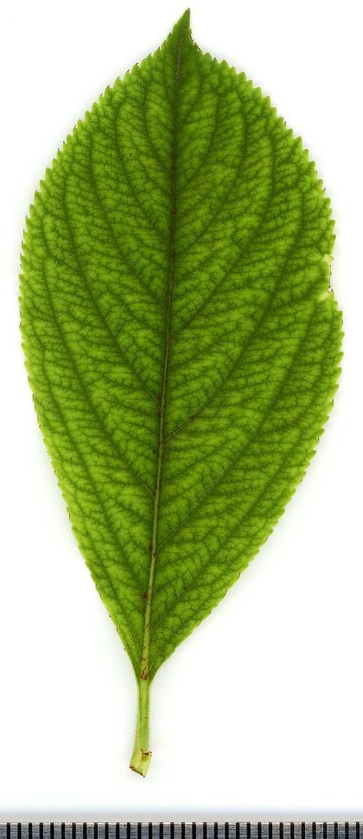 Арония Мичурина - фото 3