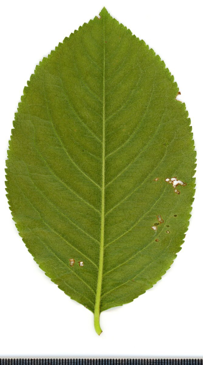 Арония Мичурина - фото 9