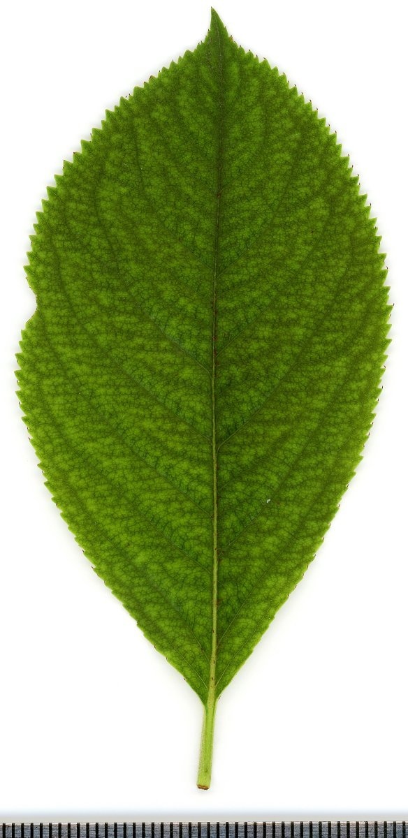 Арония Мичурина