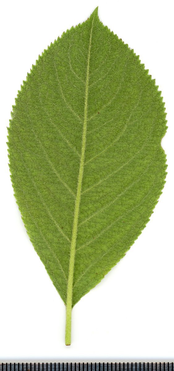 Арония Мичурина - фото 2