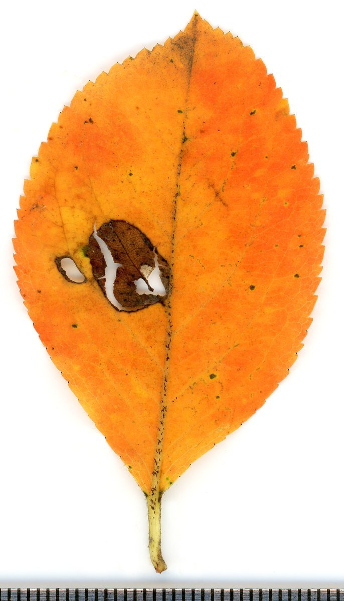 Арония Мичурина - фото 10