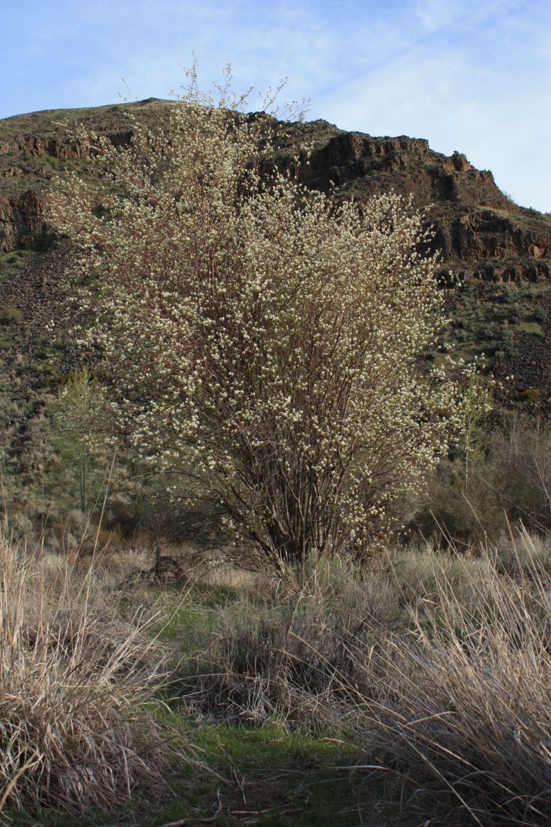 Ирга ольхолистная - фото 5