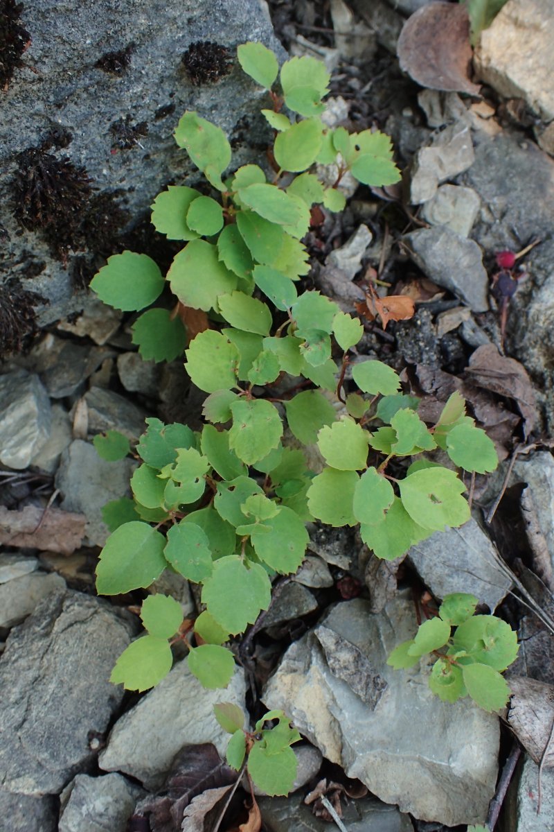 Ирга ольхолистная - фото 10