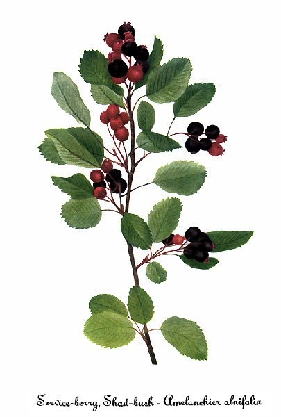 Ирга ольхолистная - фото 3